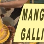 Calcio per Galline Fai da Te: Come Divertire le Tuo Polli con un Gioco Innovativo