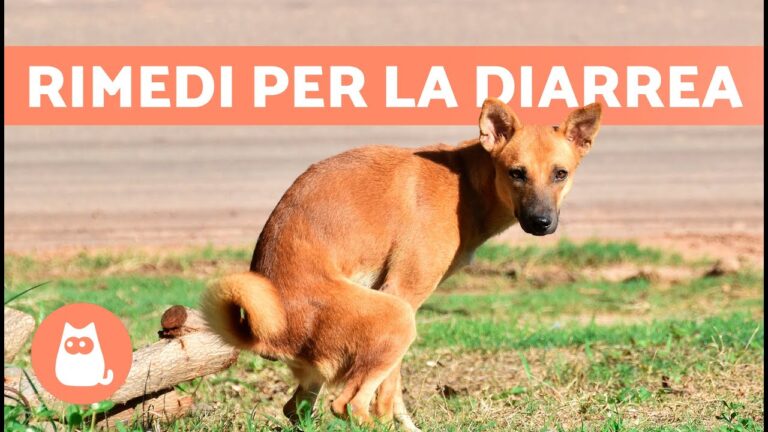 Sconfiggere la dissenteria: Strategie efficaci per controllare l’incessante malanno