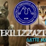 I segnali nascosti: scopri perché il tuo gatto beve molto