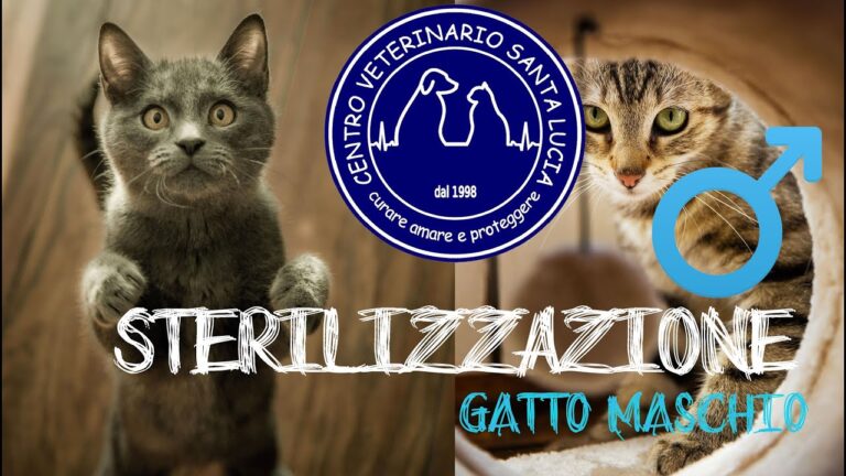 La sterilizzazione del gatto maschio: il segreto per una vita sana e serena