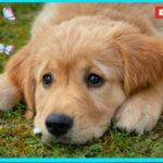 Rigurgito cane: le possibili cause di crocchette intere risolte in 7 semplici passi