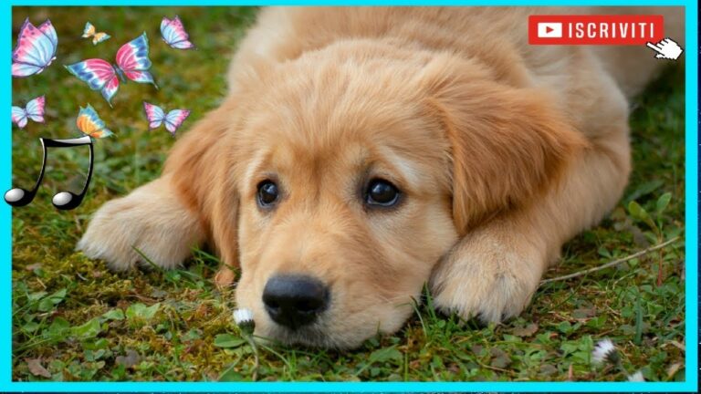 Crocchette salvavita: alimentazione mirata per cani epilettici