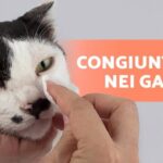 10 Nomi Simpatici per Gattini Che Ti Faranno Sorridere