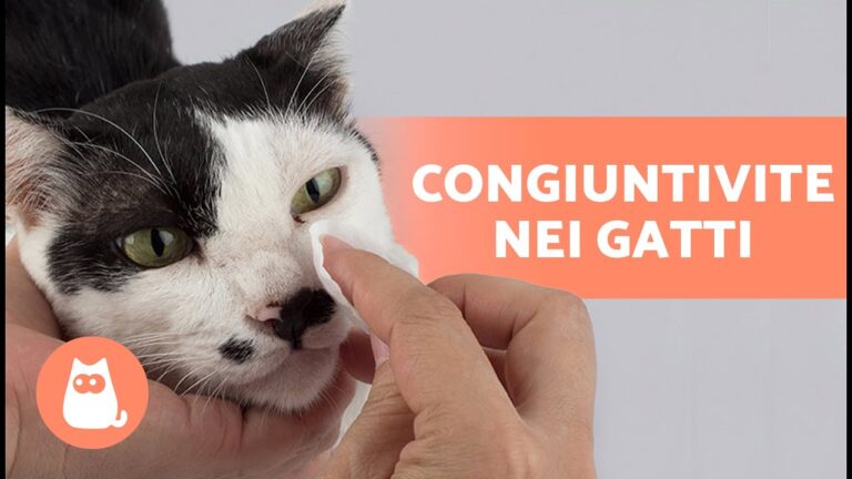 Occhi del gatto sani e luminosi: la magia del bicarbonato