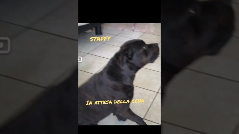 Cani e pesto: un mix saporito o pericoloso?