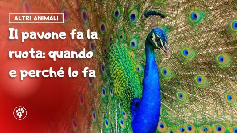 Lo spettacolare momento in cui il pavone apre la coda: un incanto di colori!