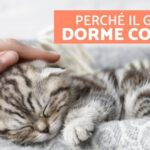 I benefici sorprendenti di accarezzare il gatto durante il sonno: scopri perché