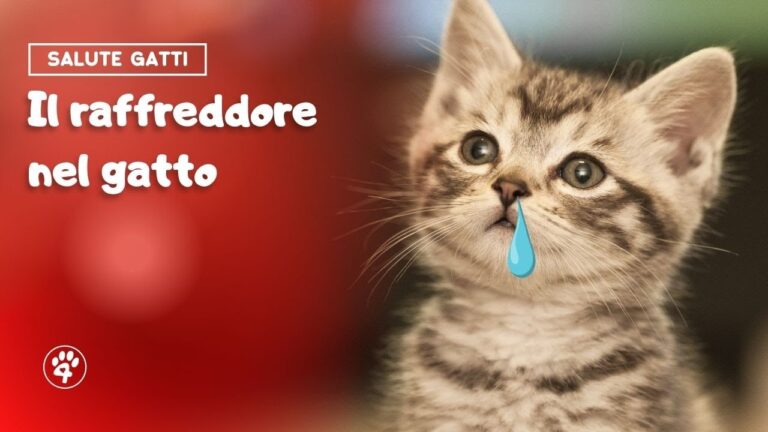 I gatti, vulnerabili come noi: scopri come prevenire il raffreddore felino