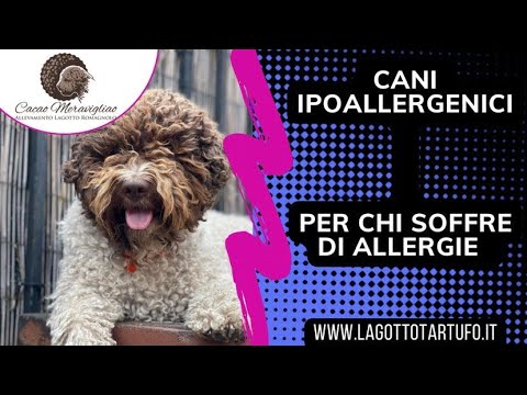 Scopri il tuo compagno ideale: cane piccolo che non perde pelo!
