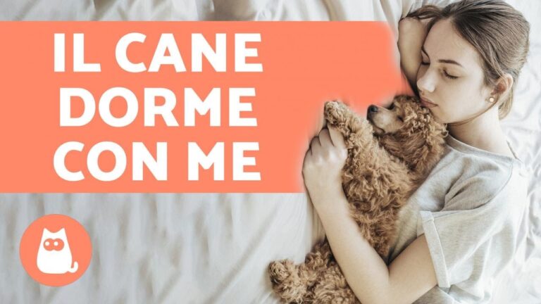 Il sonno del cane: la sorprendente verità sul perché dorme accanto al letto