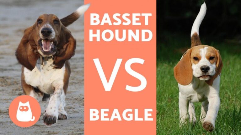 Il fascino del beagle: Scopri i cani simili che ti ruberanno il cuore!