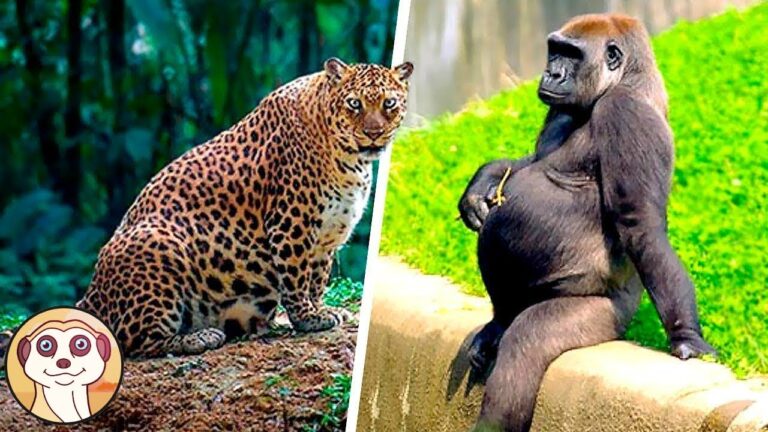 Record Mondiale: La Gravidanza più Lunga della Storia Animale!