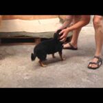 Cucce per cani: scopri le soluzioni economiche da Bricoman!