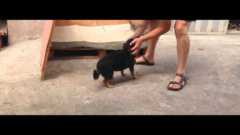 Odore insopportabile: il cane che fa scoregge puzzolenti