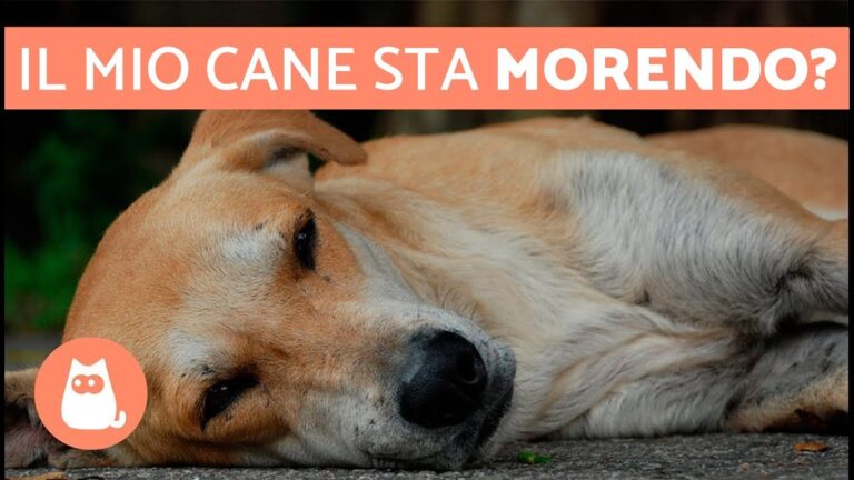 Cane tremante e immobile: le cause e i rimedi in 70 caratteri