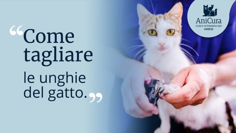 Taglio unghie gatto: un trucco rapido per evitare graffi indesiderati