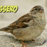 Scopri come la banana riscalda lo stomaco e migliorala digestione!
