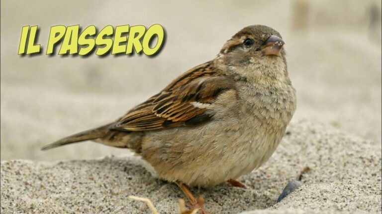 Alla ricerca del misterioso verso del passerotto: un’indagine sensazionale!