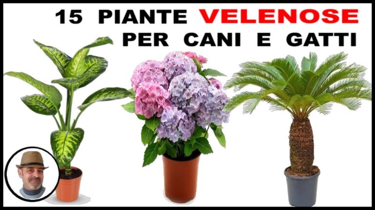 Vigilanza canina: Come riconoscere e proteggere i nostri amici a quattro zampe dalle siepi velenose