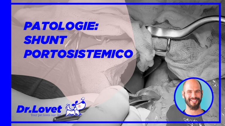 Riconoscere i problemi al fegato nel cane: 5 sintomi da non ignorare!