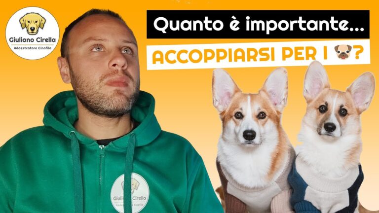 Raggiungere l’amore eterno: l’et&agrave; massima ideale per l’accoppiamento dei cani