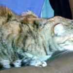 Il mistero del cane: perch&eacute; ti lecca le gambe?