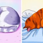 I benefici sorprendenti di accarezzare il gatto durante il sonno: scopri perché