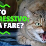 Risolvere il problema dei pannolini per gatti anziani: la soluzione ideale in 70 caratteri!