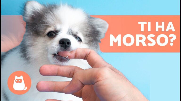 Quando il Timore del Cane si Trasforma in Rabbia: Quando il Cane Morde il Padrone