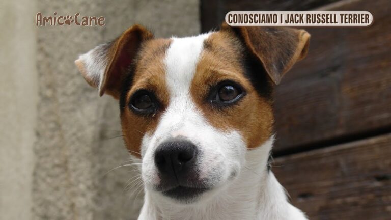 Cucciolo di Jack Russell: scopri il prezzo ideale per portare a casa la tua nuova gioia a quattro zampe!