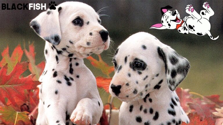 Il segreto del cucciolo di dalmata a un prezzo irresistibile: scopri come!