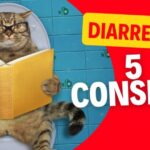 10 Nomi Simpatici per Gattini Che Ti Faranno Sorridere