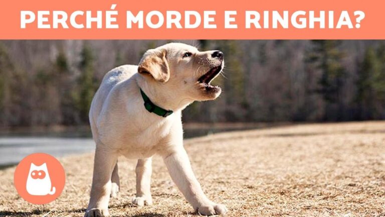 Sopravvivo all’incubo: quando il mio cane ringhia e morde!
