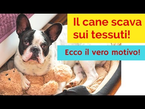 Scopri il mistero del cane che scava sul divano: ecco perch&eacute;!