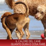 I segreti del periodo di calore dei gatti: tutto quello che devi sapere!
