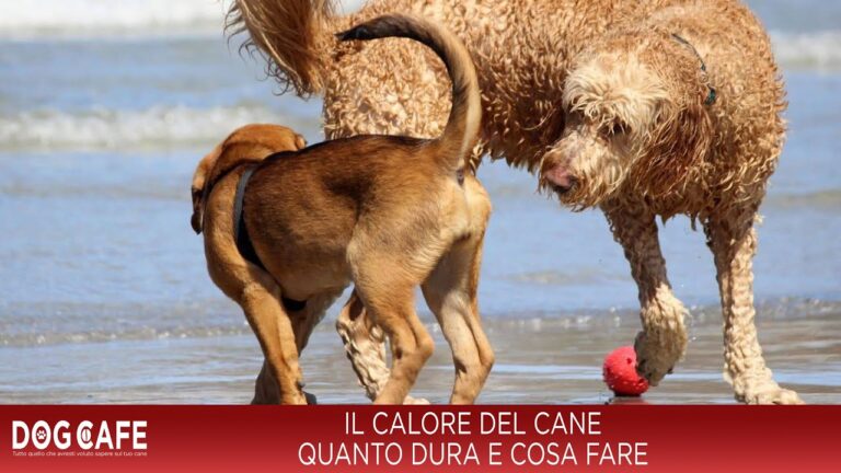 Durata ciclo mestruale canina: scopri tutto in 70 caratteri!