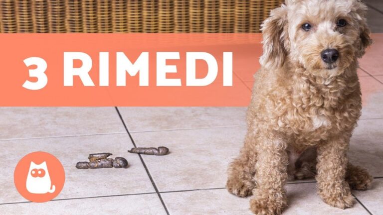 Stop ai dispetti del cane: Scopri perché fa la cacca in casa