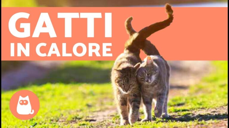 I segreti del periodo di calore dei gatti: tutto quello che devi sapere!