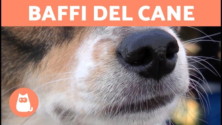 I baffi dei cani: un indispensabile strumento di comunicazione?
