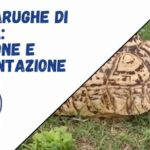 Stop al Gatto Pipì: Rimedi Facili per Evitare il Disastro a Terra