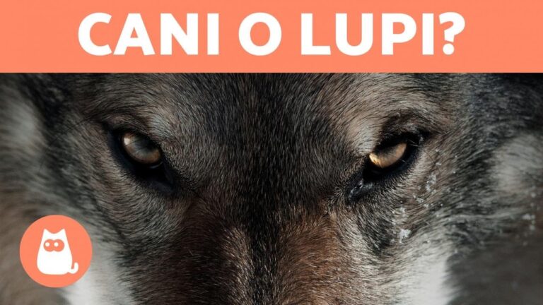 Rivelato il cane simile all’Husky che conquista tutti con il suo fascino: eccolo!