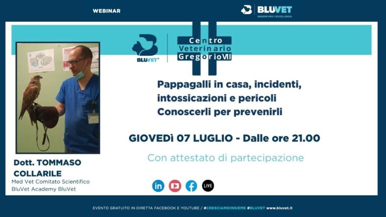 Ultimo volo: un pappagallo in agonia sfida la morte