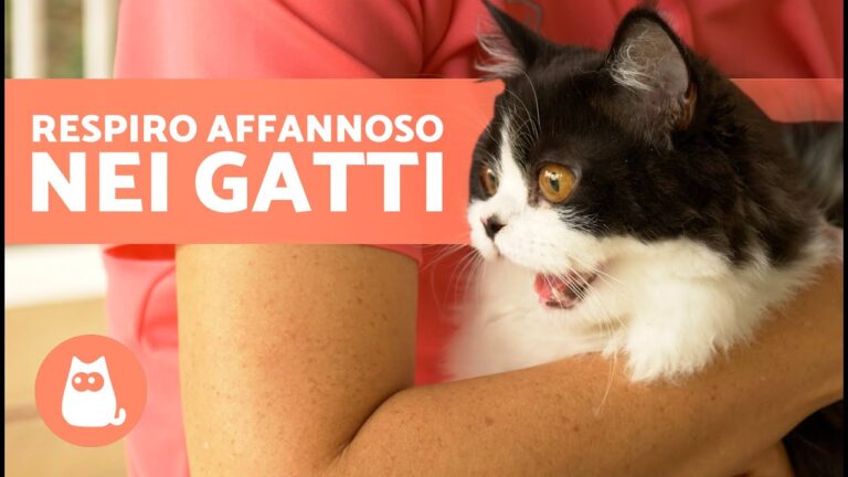 Il segreto del gatto che ansima a bocca aperta: la sua salute è in pericolo?