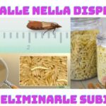 Scopri perché l’alto oleico potrebbe essere dannoso per la salute