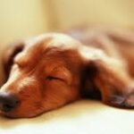 I segreti dei cani senza pelo: addio agli allergeni!