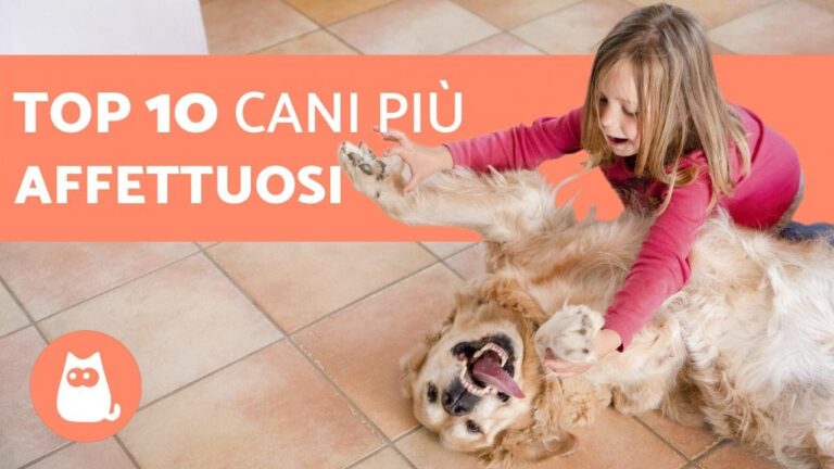 I cani affettuosi e giocherelloni: scopri i compagni perfetti per il tuo cuore!