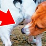 SOS: Quando il cane si blocca e rifiuta di camminare