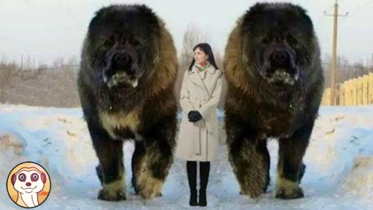 Rivelato il peso massimo del cane Corso: supera ogni aspettativa!