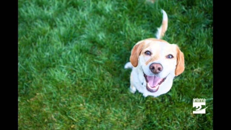 Il segreto del benessere del cane: quando il tuo amico a quattro zampe si gratta la pancia