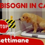 Giochi di riflessi: le sorprendenti dimensioni della cacca di gatto